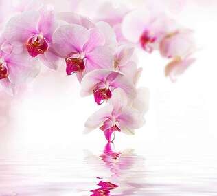 Фотопанно Divino Розовая орхидея (D-070) оптом